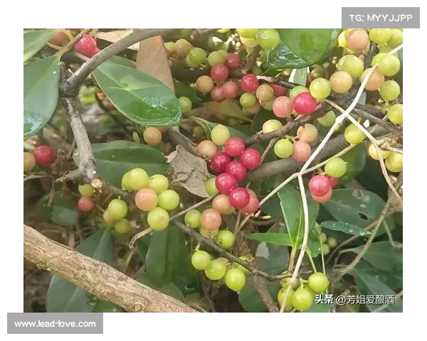 藤子藤孙太逆天了连娃娃脸也开始碰瓷居然可以这样演绎经典角色 藤子藤孙太逆天了连娃娃脸也开始碰瓷居然可以这样演绎经典角色